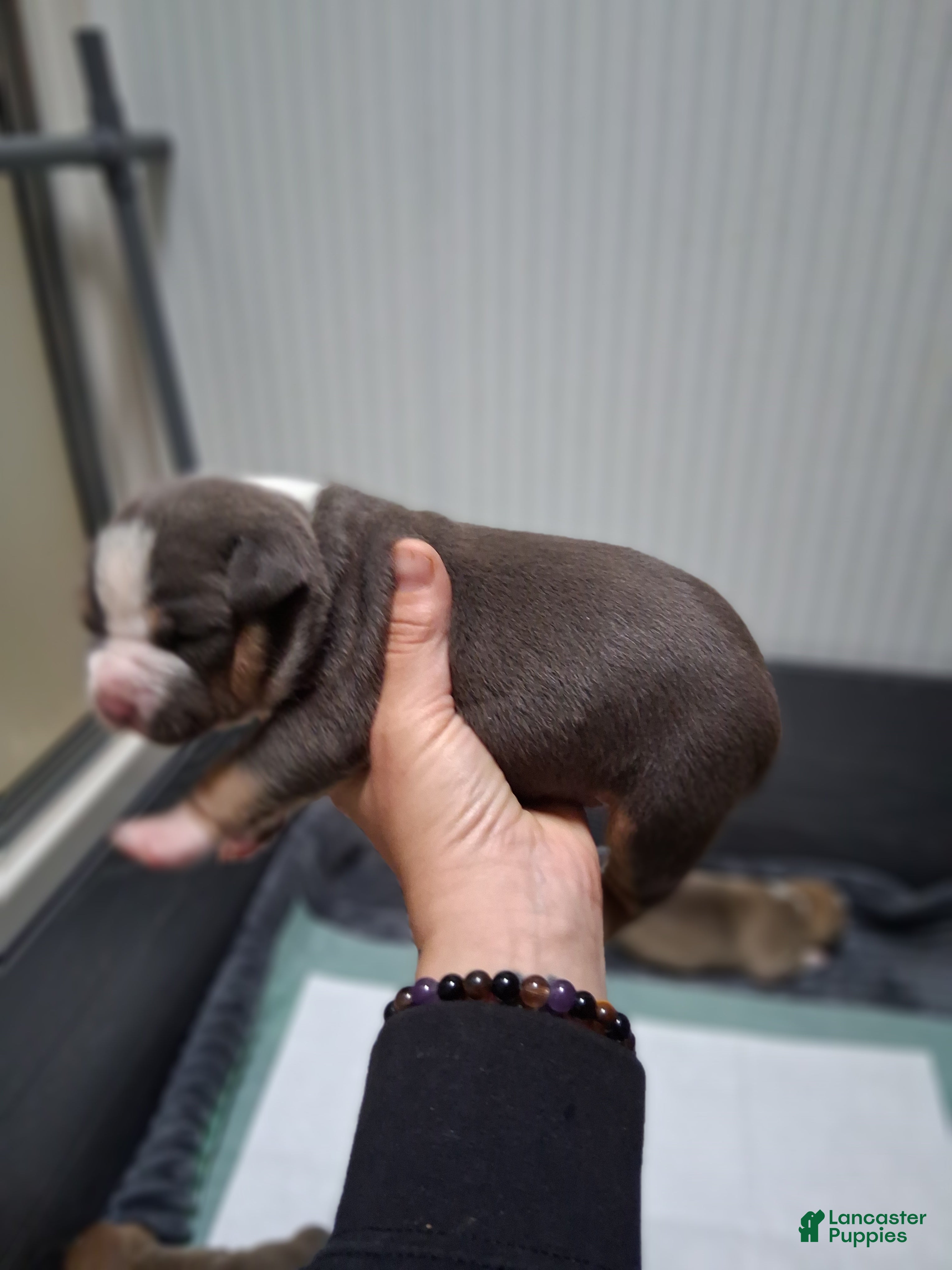 American Bully dogs American Bully Puppy 1 - Ad 2
