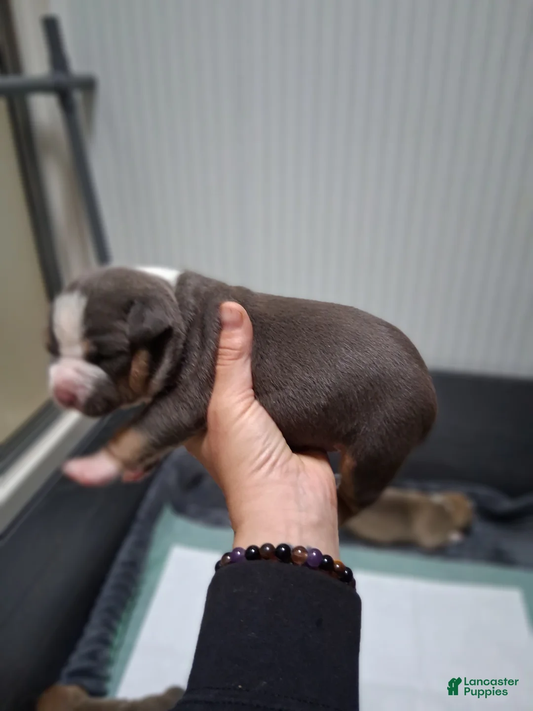 American Bully dogs for sale: American Bully Puppy 1 - Ad 2