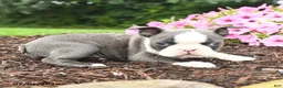 Boston Terrier dogs for sale: Dutchess - Ad 5