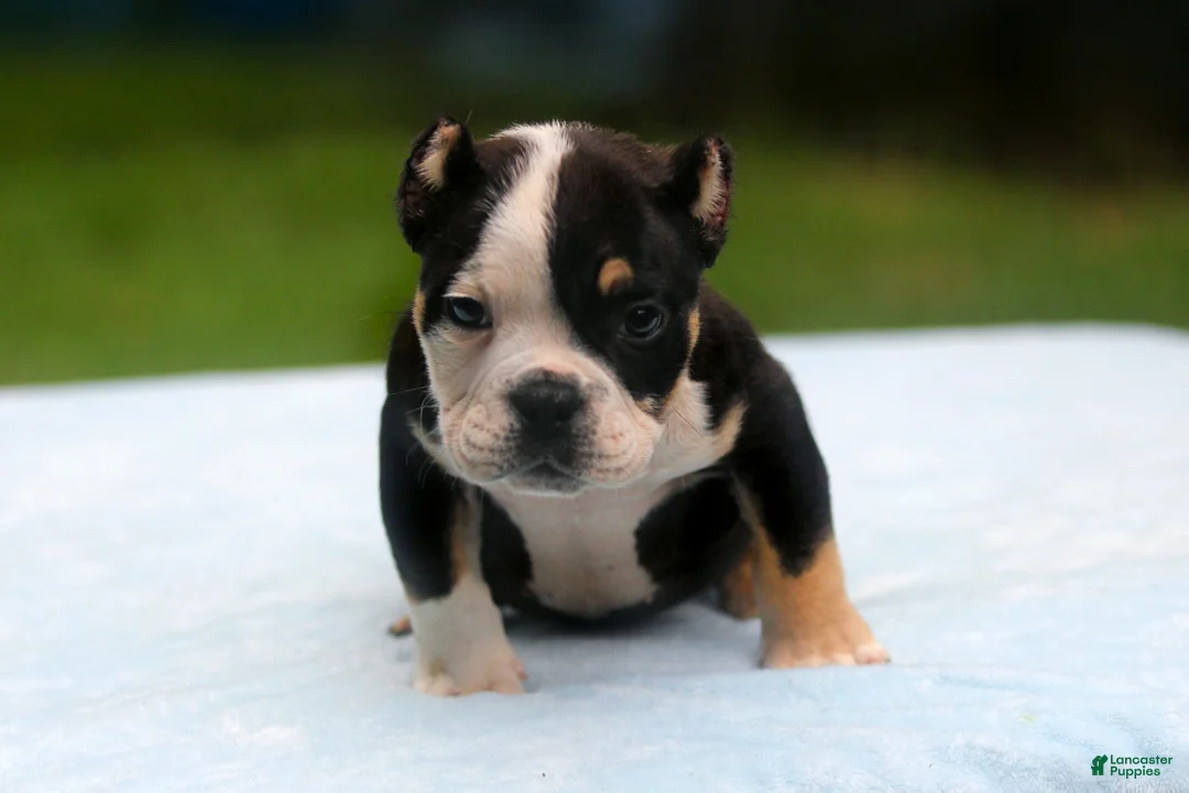 American Bully dogs for sale: Black Tri Male - Ad 2