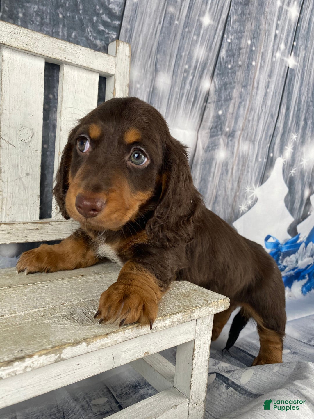 Miniature Dachshund dogs for sale: Toby - Ad 2