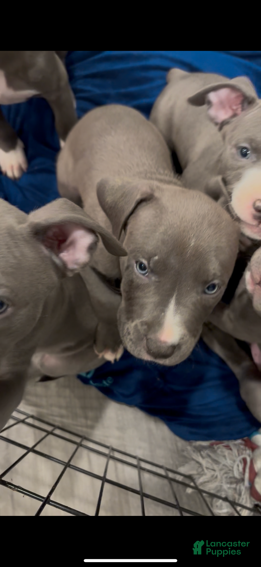 Mixed Breed dogs for sale: BullyPit (Theodore) - Ad 1