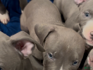 Mixed Breed dogs BullyPit (Theodore) - Ad 18