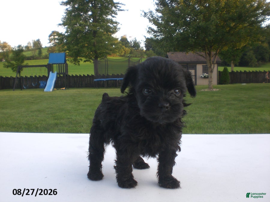 Yorkiepoo dogs Jack - Ad 1