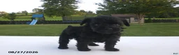 Yorkiepoo dogs for sale: Jack - Ad 1