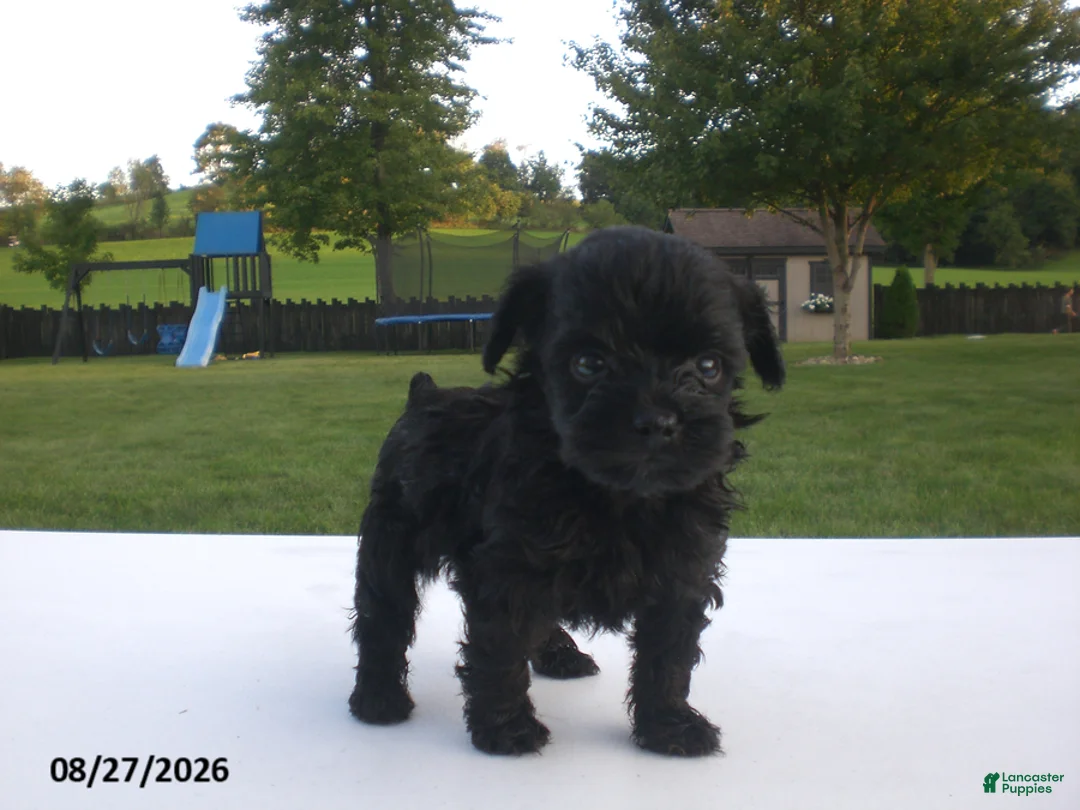 Yorkiepoo dogs for sale: Jack - Ad 1