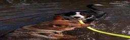 Bernese Mountain Dog dogs for sale: Faith - Ad 1