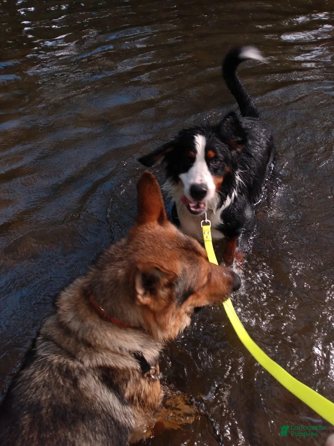 Bernese Mountain Dog dogs for sale: Faith - Ad 1