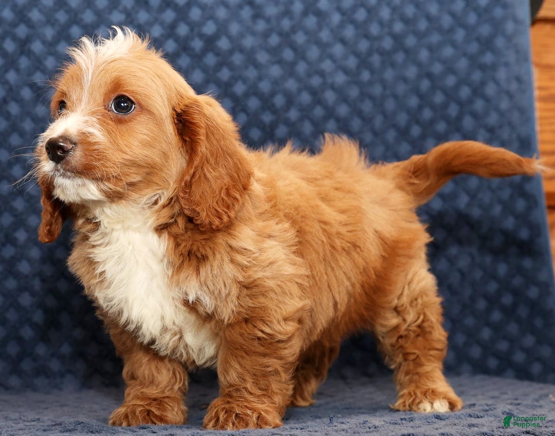 Mini Goldendoodle dogs for sale: Dylan - Ad 5