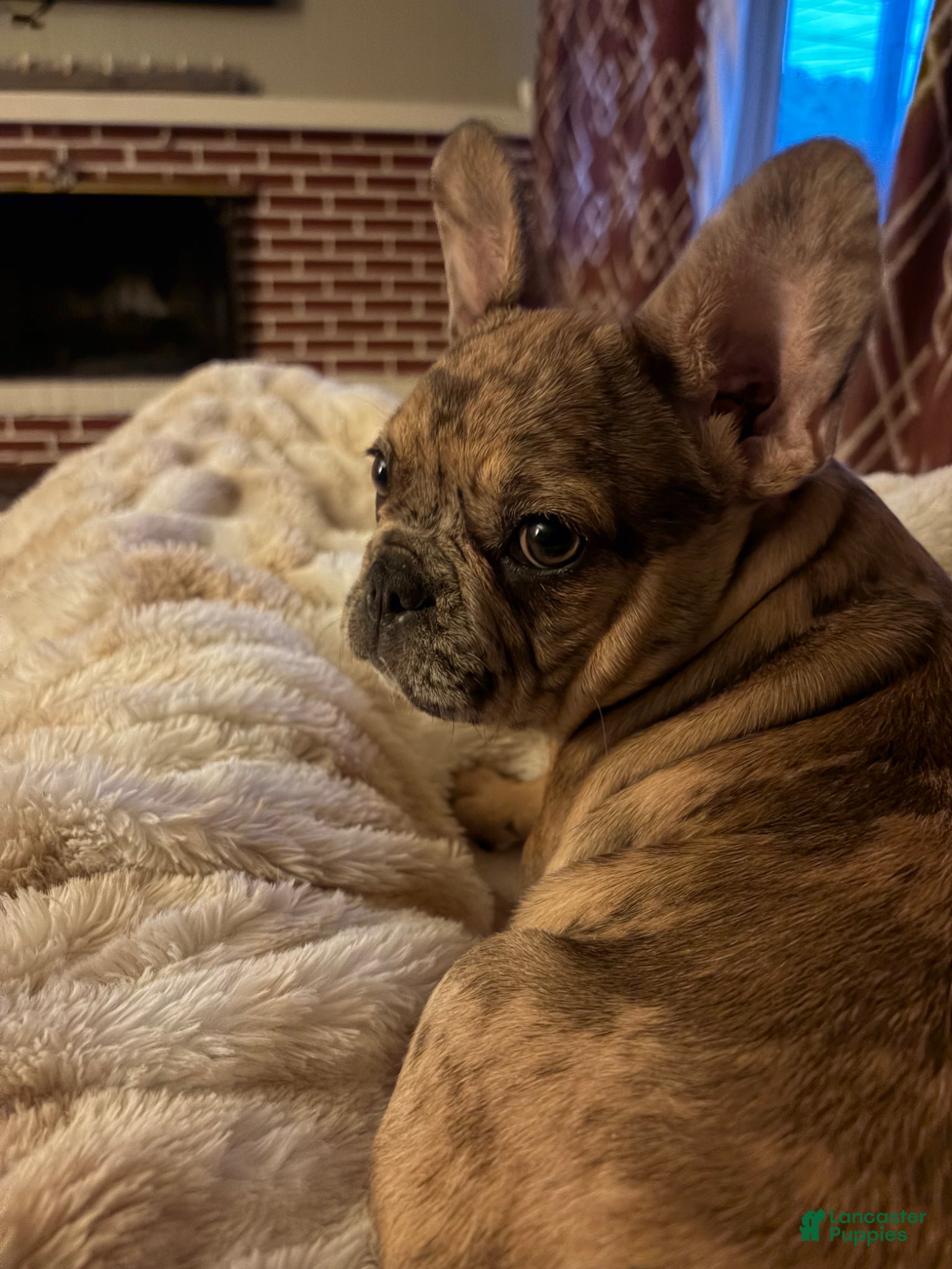 French Bulldog dogs Mocha Latte  - Ad 1