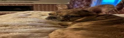 French Bulldog dogs for sale: Mocha Latte  - Ad 1