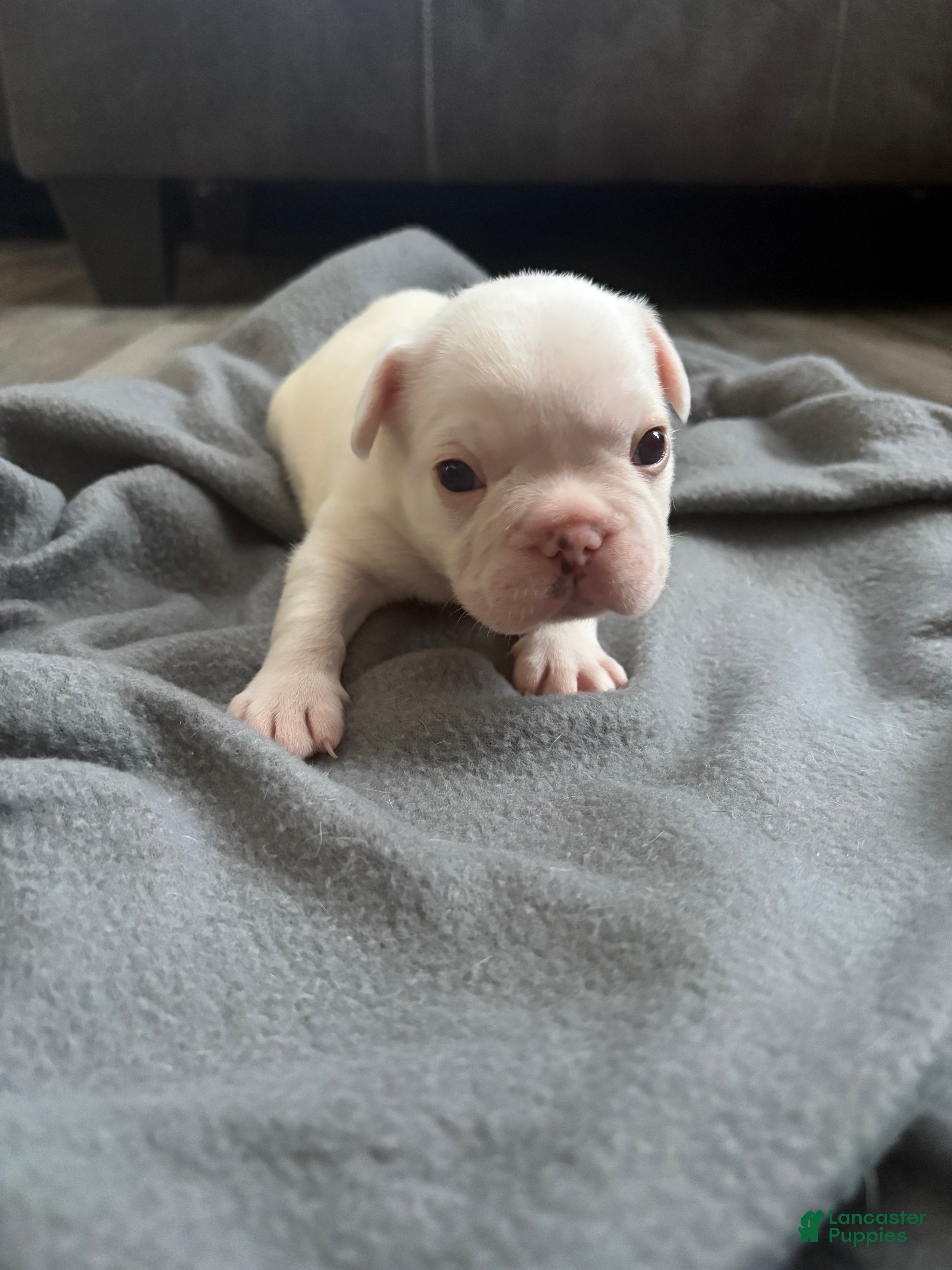French Bulldog dogs French Bulldog Puppy 4 - Ad 24