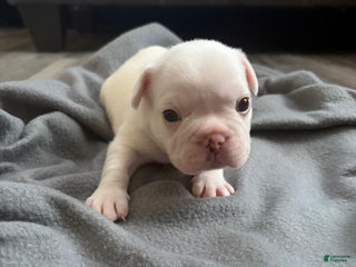French Bulldog dogs French Bulldog Puppy 4 - Ad 16