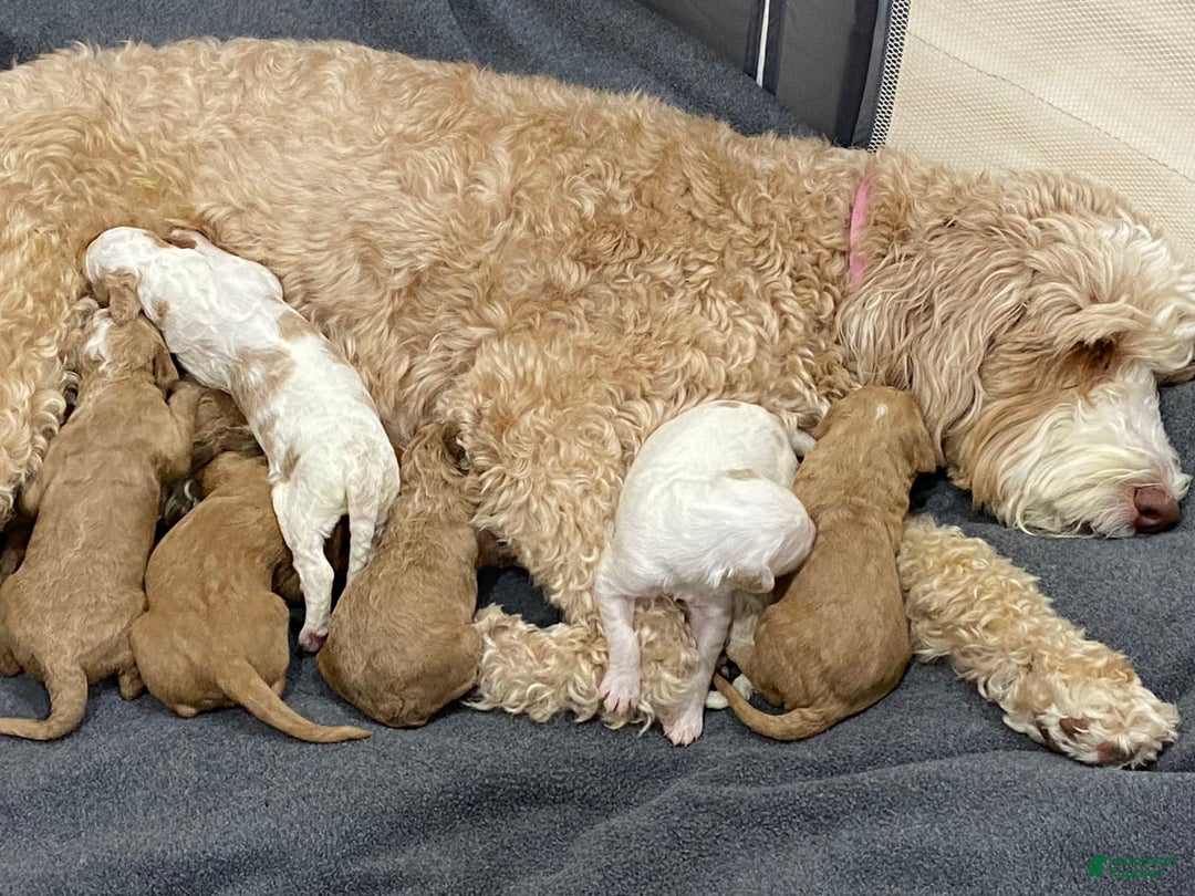 Gallery Image {{count}}