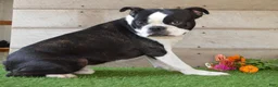 Boston Terrier dogs for sale: Misty - Ad 8