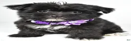 Morkie dogs for sale: Zoey - Ad 9