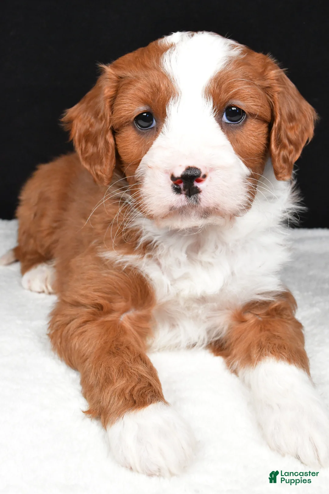 Mini Goldendoodle dogs for sale: Blaze - Ad 12