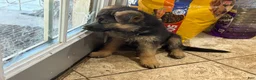 German Shepherd dogs for sale: Noname - Ad 4