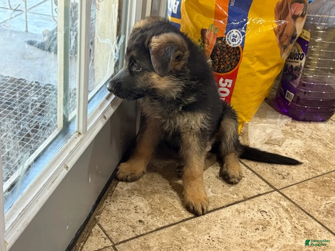 German Shepherd dogs for sale: Noname - Ad 4