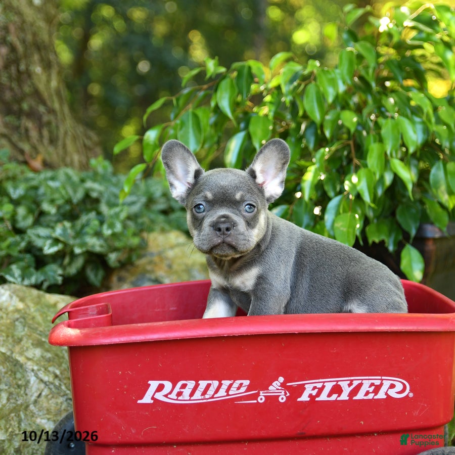 French Bulldog dogs Chase - Ad 2