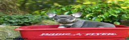 French Bulldog dogs for sale: Chase - Ad 2