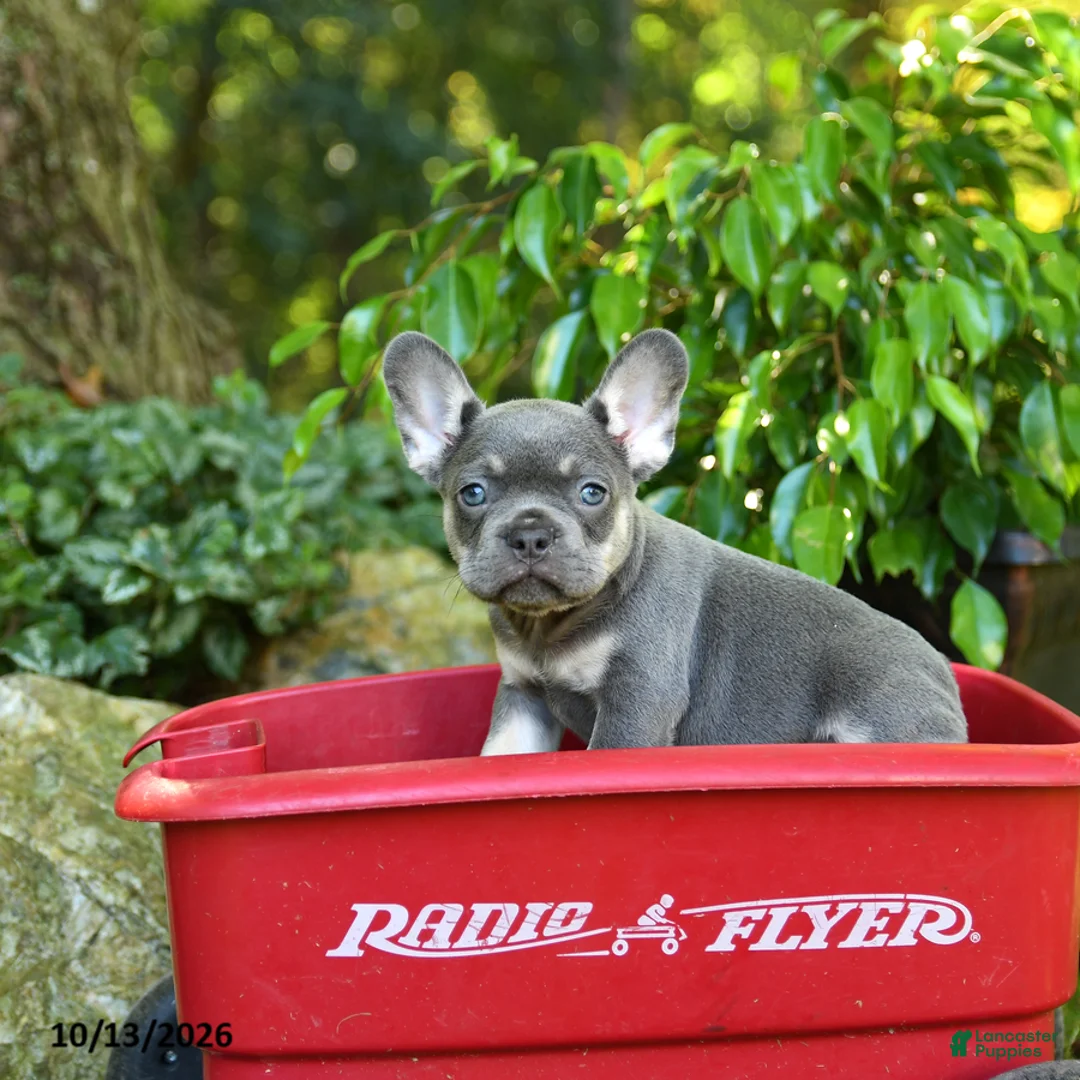 French Bulldog dogs for sale: Chase - Ad 2