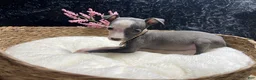 Italian Greyhound dogs for sale: Italian Greyhound 5 - Ad 3
