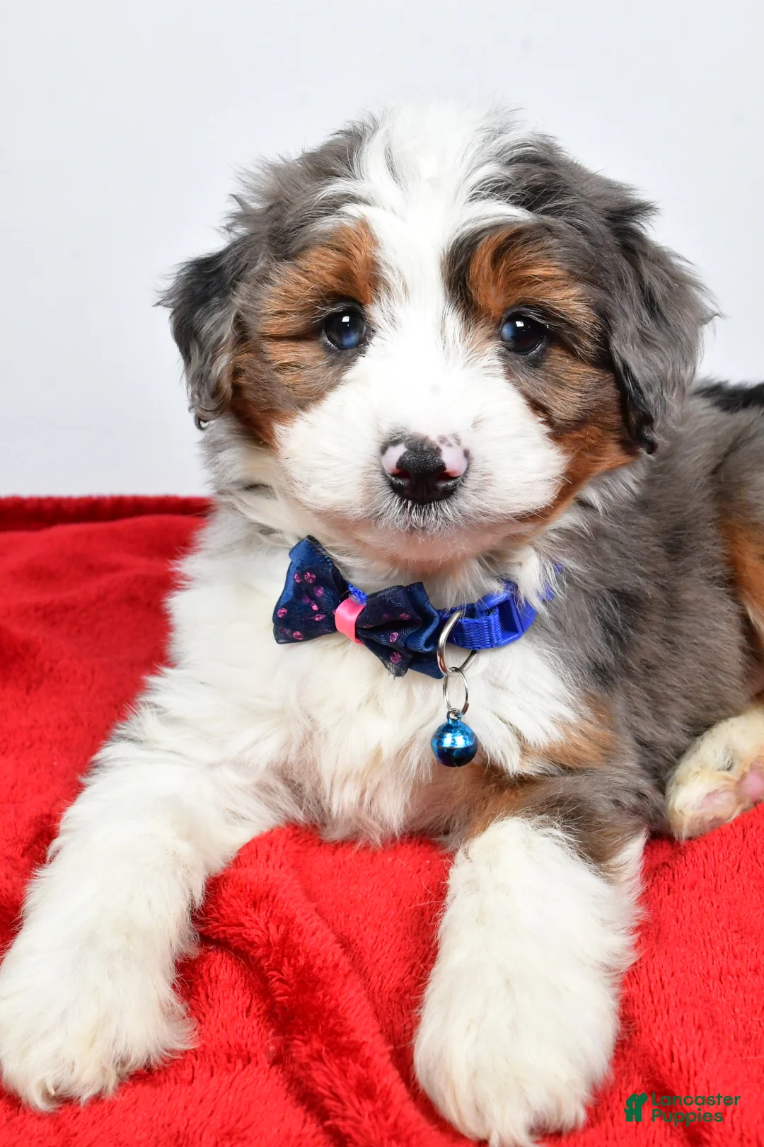 Mini Aussiedoodle dogs for sale: Gabrielle - Ad 7