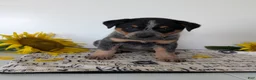 Australian Cattle Dog dogs for sale: Rosalie  - Ad 7
