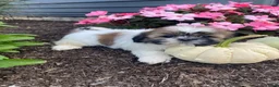 Shih Tzu dogs for sale: Sophie - Ad 10