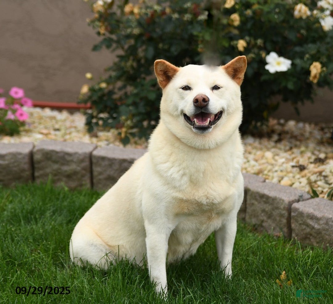 Shiba Inu dogs for sale: Colorado Ranger - Ad 2