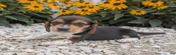 Beagle dogs for sale: Toast - Ad 8