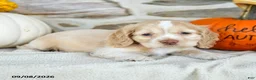 English Cocker Spaniel dogs for sale: Rosy - Ad 3