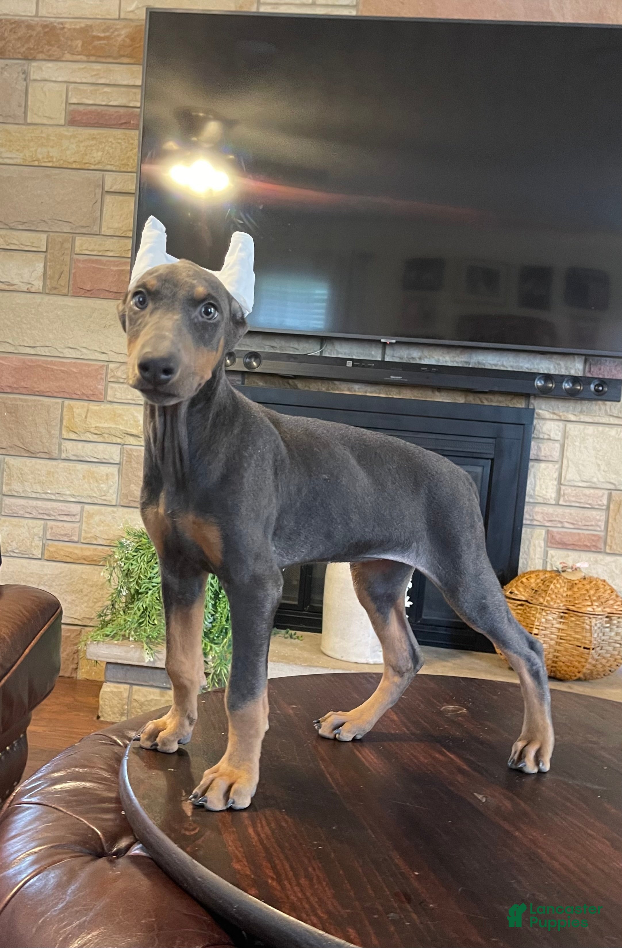 Doberman Pinscher dogs Rogue - Ad 2