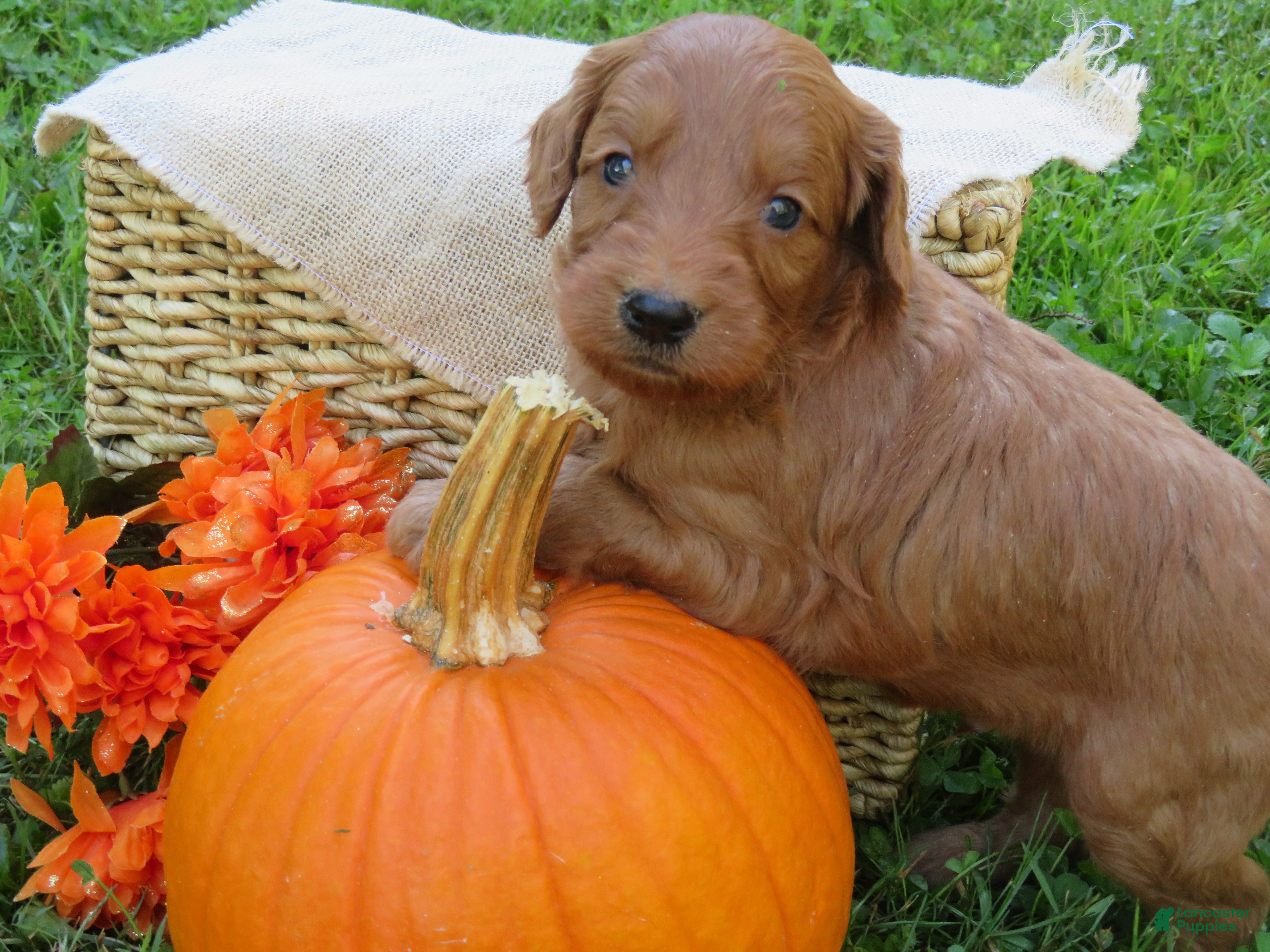 Mini Goldendoodle dogs Coffee - Ad 2