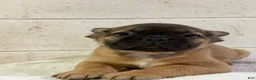 French Bulldog dogs for sale: Frankie FLUFFY - Ad 6