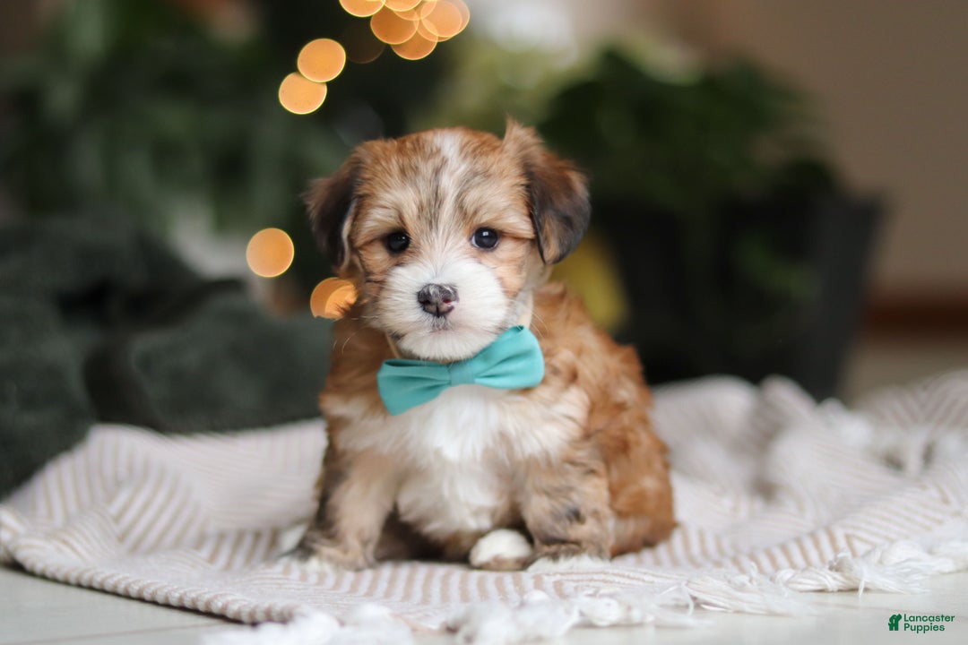 Morkie dogs for sale: Tyson - Ad 8