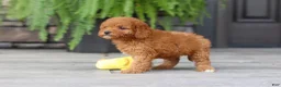 Cavapoo dogs for sale: Ace - Ad 6