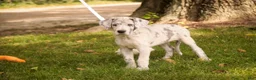 Great Dane dogs for sale: Beatrice Great Dane  - Ad 11