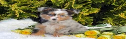 Toy Australian Shepherd dogs for sale: Tucker  - Ad 20