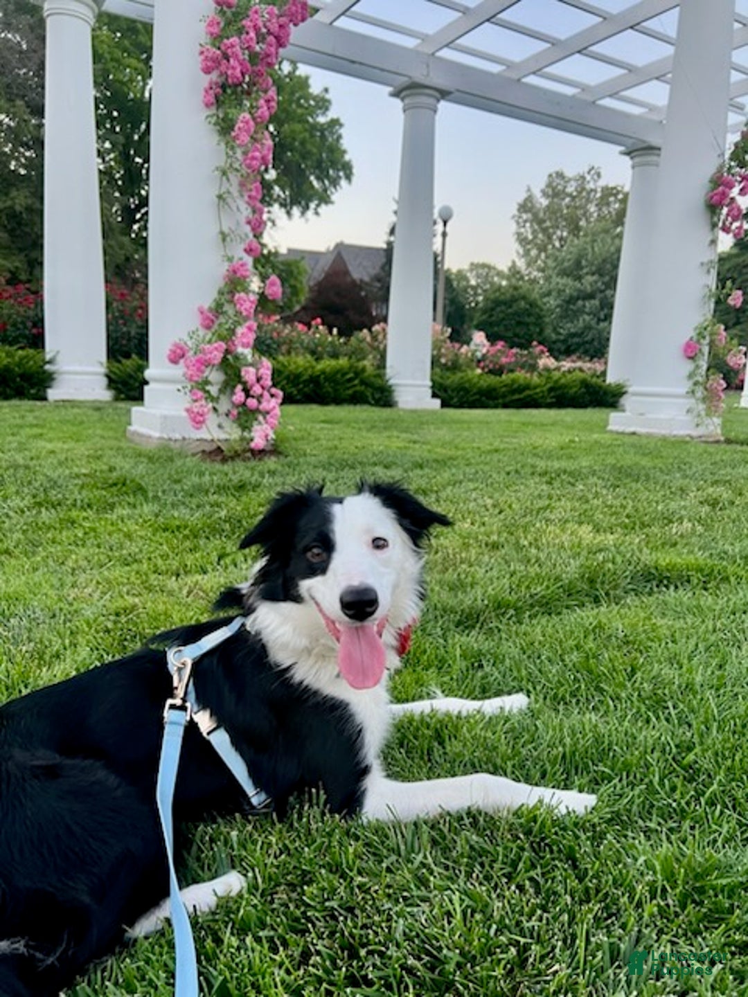 Mixed Breed dogs for sale: Border Collie Blend - Black and White - Ad 4