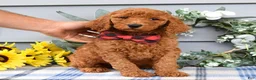 Standard Poodle dogs for sale: Romeo - Ad 3