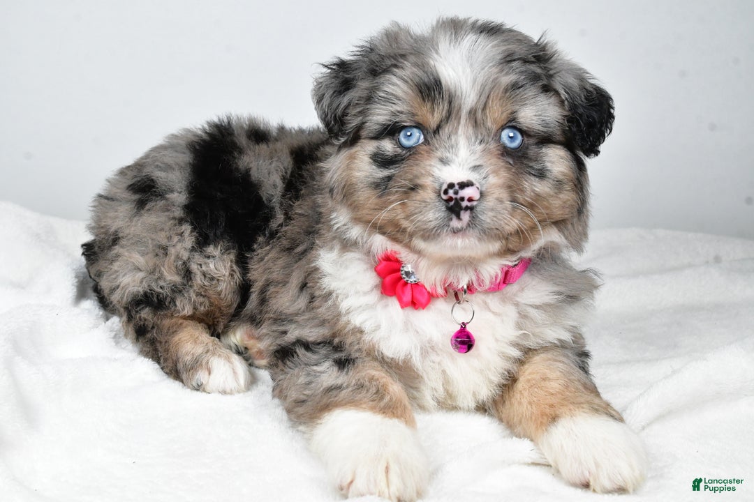 Mixed Breed dogs for sale: Pansy - Ad 1
