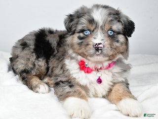 Mixed Breed dogs Pansy - Ad 1