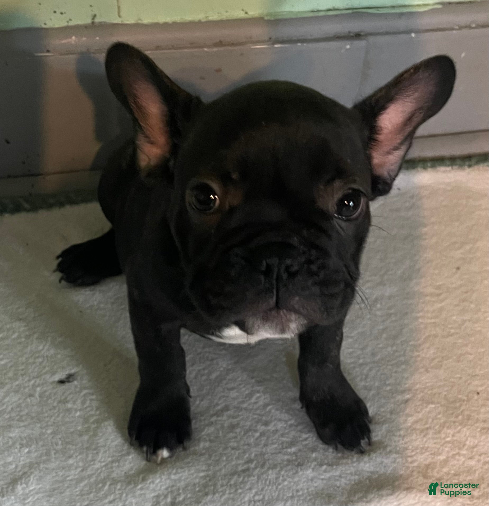 French Bulldog dogs AJ (Ash Junior) - Ad 10