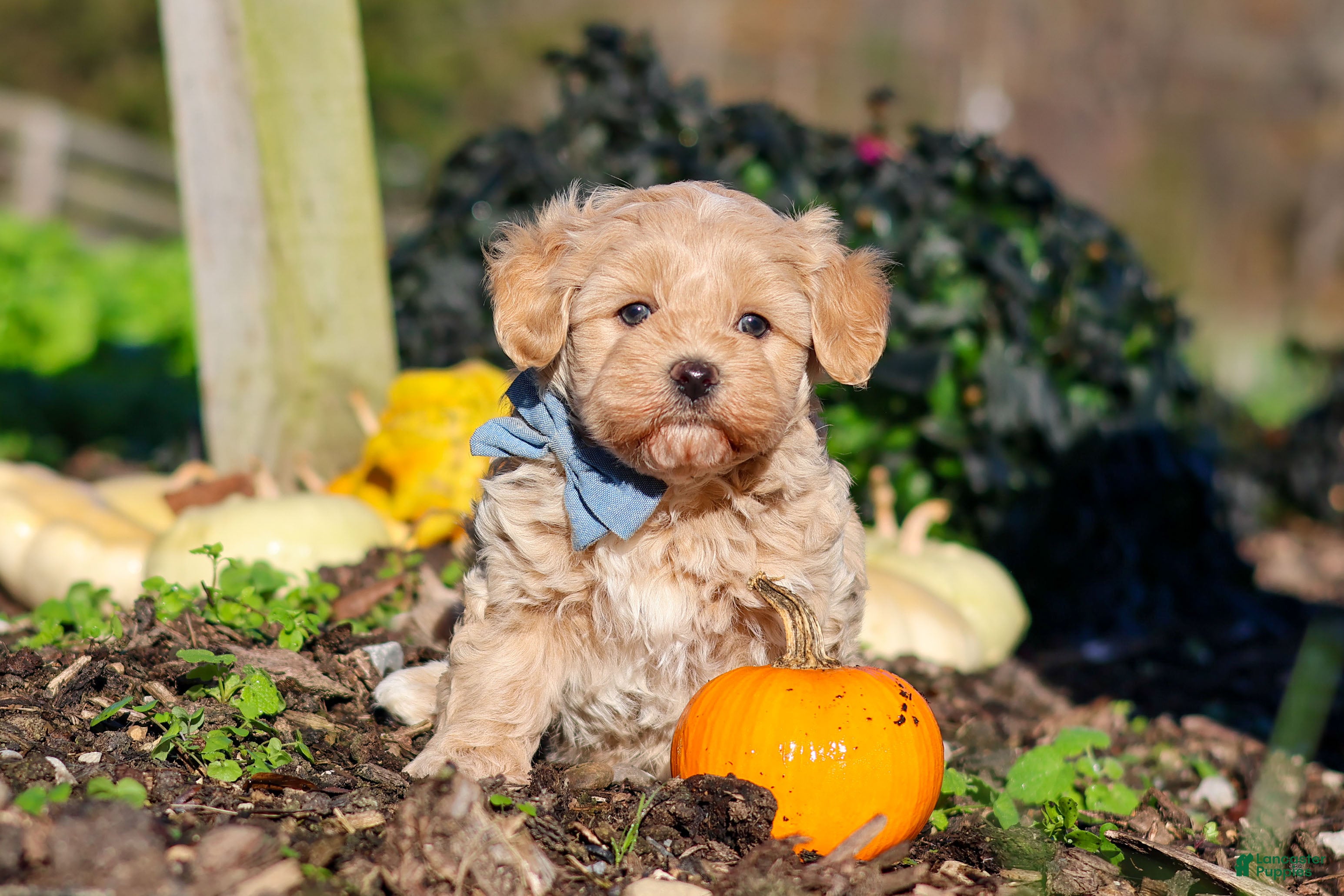 Maltipoo dogs Enzo - Ad 1