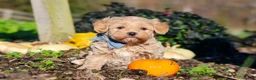 Maltipoo dogs for sale: Enzo - Ad 1
