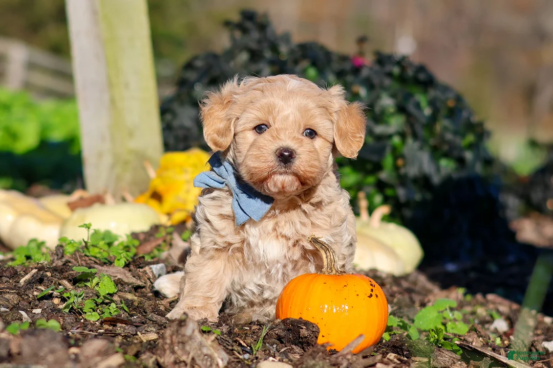 Maltipoo dogs for sale: Enzo - Ad 1