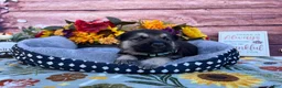 German Shepherd dogs for sale: Agate  - Ad 4