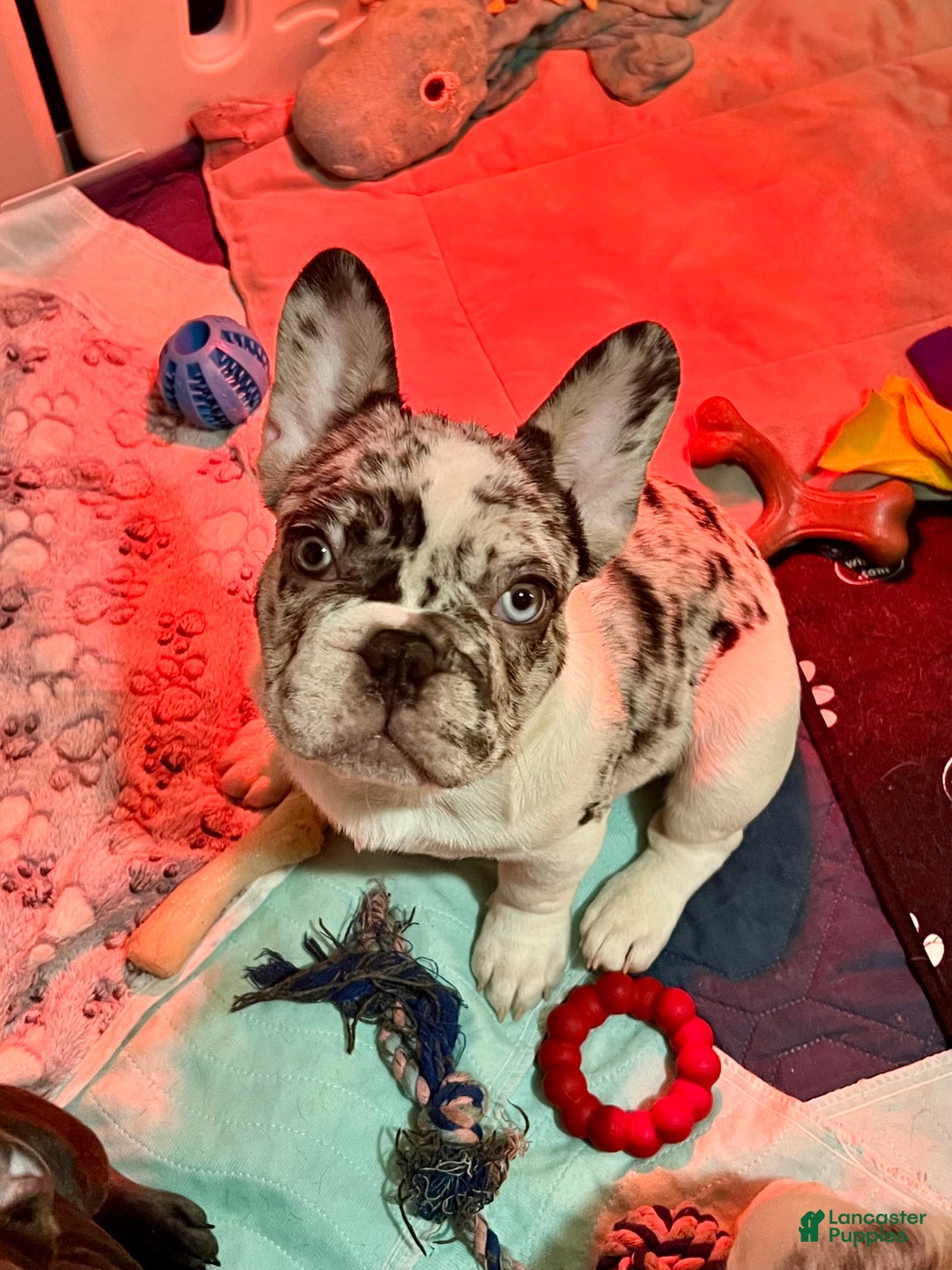 French Bulldog dogs for sale: CHAI  - Ad 6